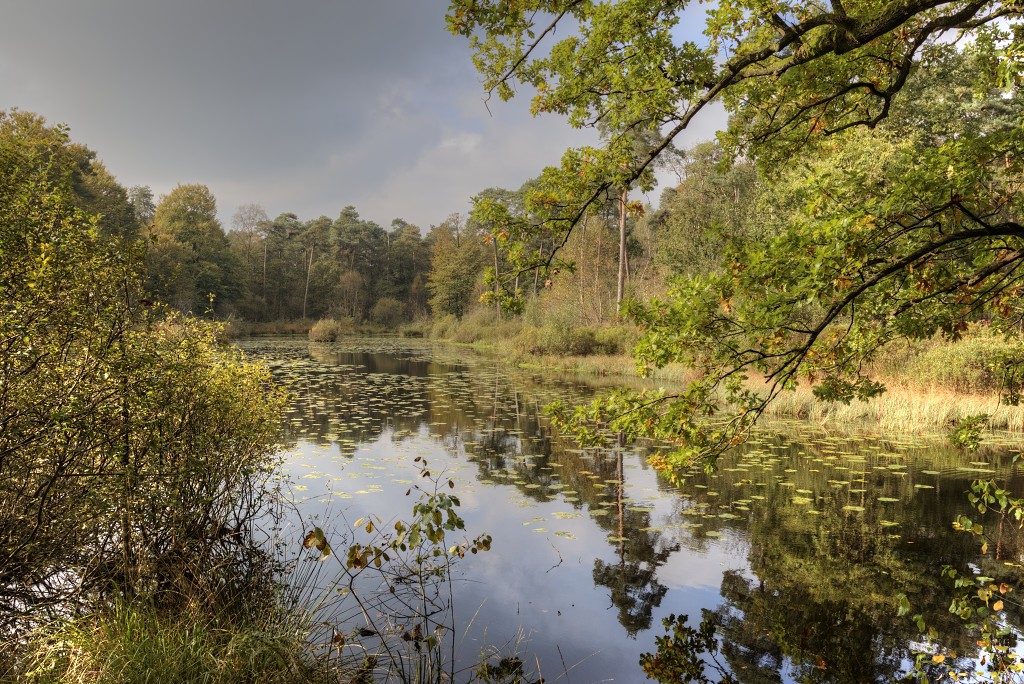 Oisterwijkse Bossen en Vennen Kampina natuurgebied natuur oisterwijk Nationaal park Landschap Het Groene Woud hei heide bossen natuurmonumenten brabant baronie boswachterij dorst